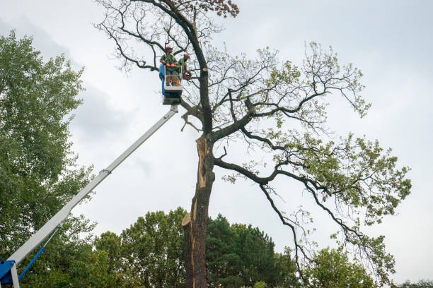 Clearfield, UT Tree Removal Services Company